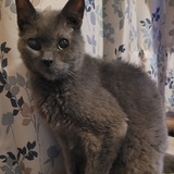 Entry image for Shadow