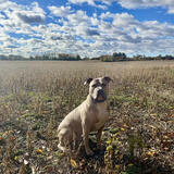 Entry image for Jasper