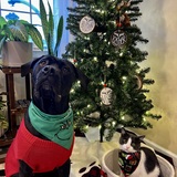 Entry image for Obi and Finn