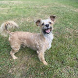 Entry image for Buster