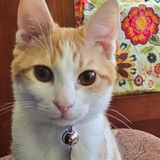 Entry image for Pickles