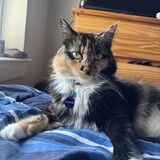 Entry image for Maggie