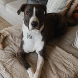 Entry image for Rhino