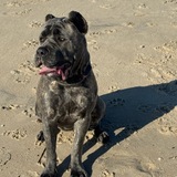 Entry image for Hazel