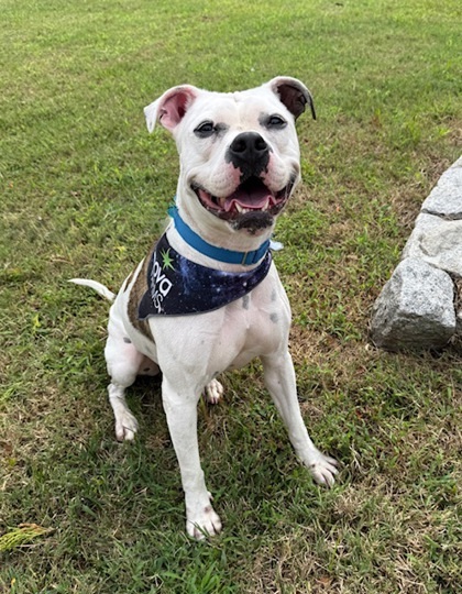 Entry image for Barnaby. Clicking this image will show a larger photo