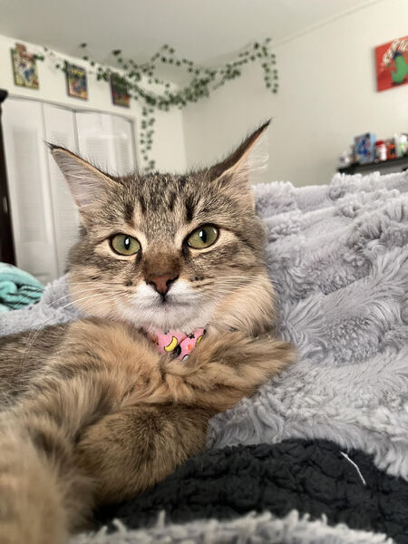 Entry image for Nocciola. Clicking this image will show a larger photo