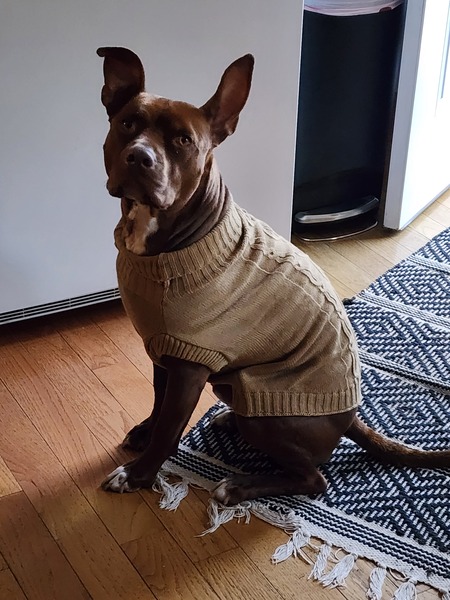 Entry image for Enzo Lewis. Clicking this image will show a larger photo