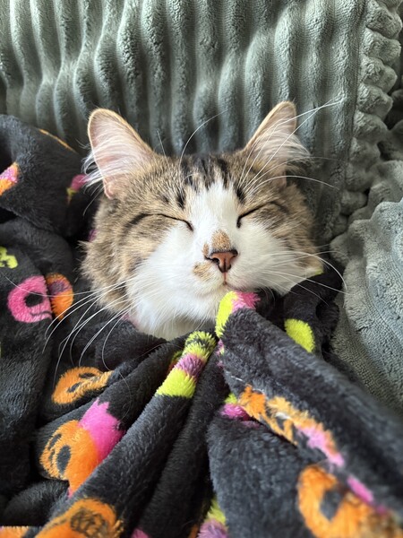 Entry image for Captain. Clicking this image will show a larger photo