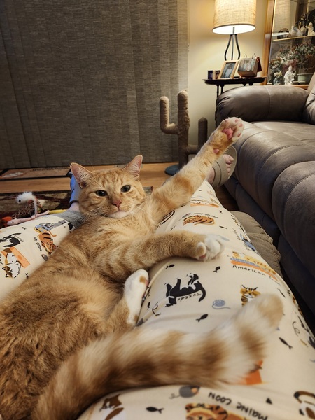 Entry image for Rocky. Clicking this image will show a larger photo