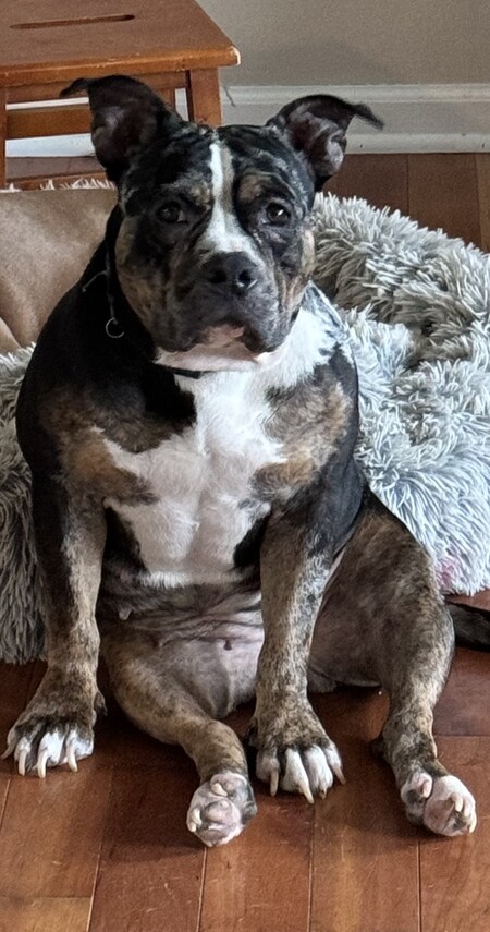 Entry image for Izzy. Clicking this image will show a larger photo