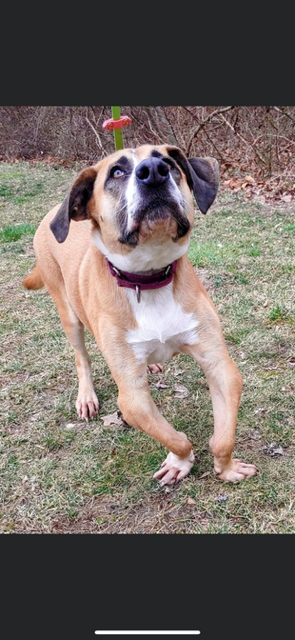 Entry image for Lilo. Clicking this image will show a larger photo