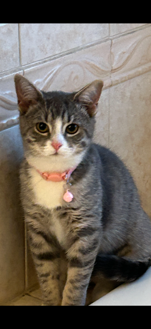 Entry image for Luna. Clicking this image will show a larger photo