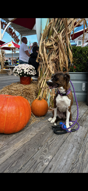 Entry image for Phoenix. Clicking this image will show a larger photo