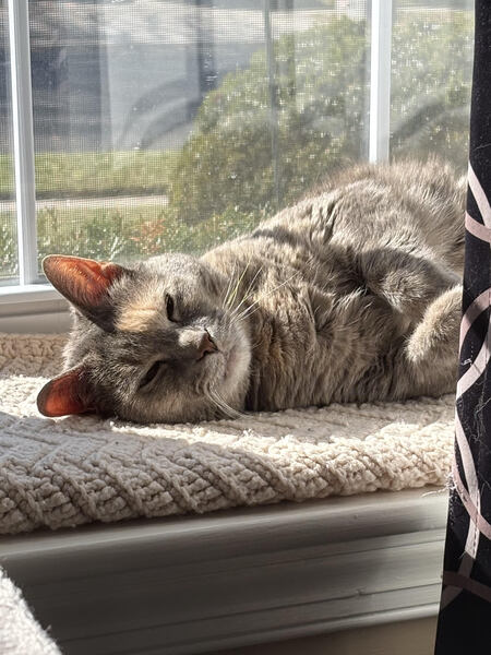 Entry image for Zoey Angelpaws. Clicking this image will show a larger photo