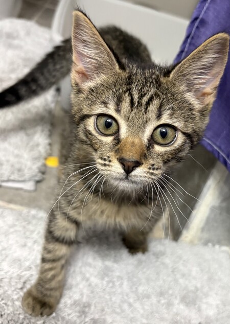 Entry image for Cat Baby. Clicking this image will show a larger photo