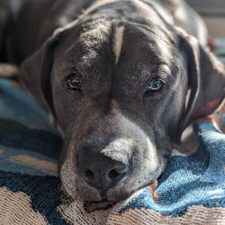 Entry image for Tank. Clicking this image will show a larger photo