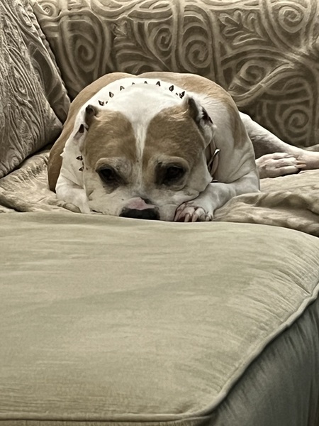 Entry image for Bella. Clicking this image will show a larger photo