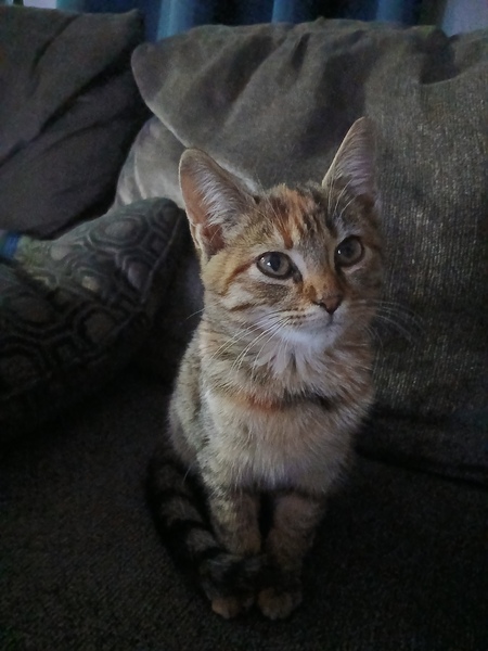 Entry image for Mimi. Clicking this image will show a larger photo