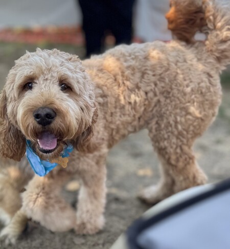 Entry image for Molly Elle. Clicking this image will show a larger photo