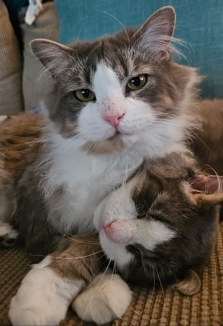 Entry image for Snow and Mr. Fluffypants. Clicking this image will show a larger photo