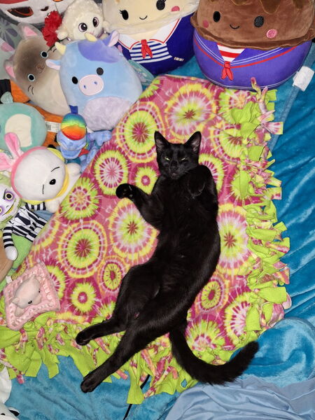 Entry image for Maxwell Peel. Clicking this image will show a larger photo