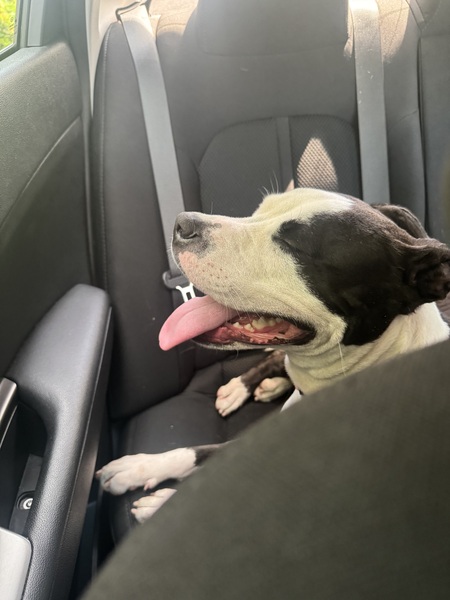 Entry image for Gemini. Clicking this image will show a larger photo