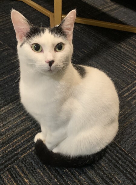 Entry image for Latte. Clicking this image will show a larger photo