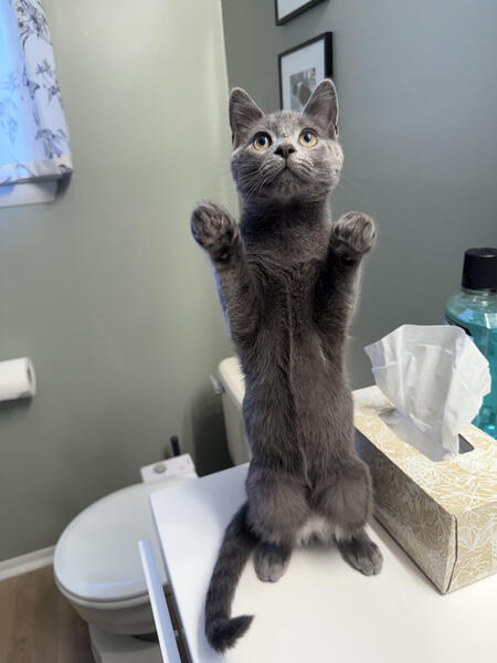 Entry image for Butters. Clicking this image will show a larger photo