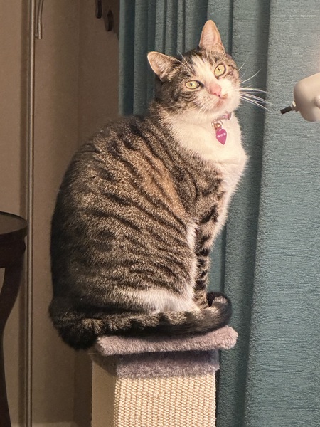 Entry image for Punkin. Clicking this image will show a larger photo