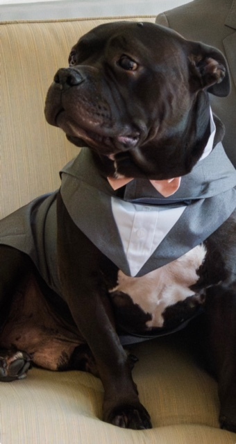 Entry image for Monty. Clicking this image will show a larger photo