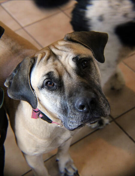 Entry image for Daisy. Clicking this image will show a larger photo