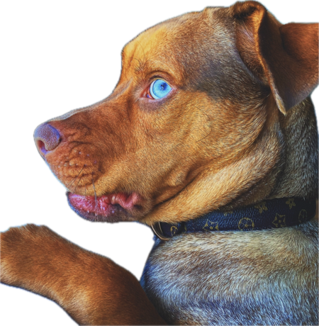 Entry image for Louis Vuitton. Clicking this image will show a larger photo