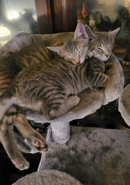 Entry image for Happy and Camper. Clicking this image will show a larger photo