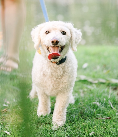 Entry image for Leo. Clicking this image will show a larger photo