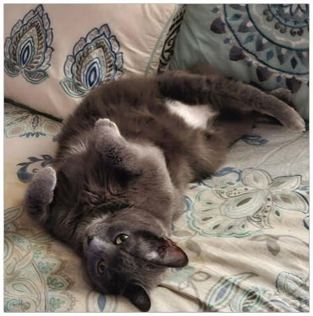 Entry image for Bella. Clicking this image will show a larger photo