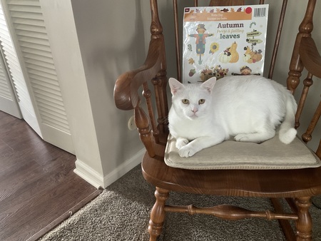 Entry image for Snowi. Clicking this image will show a larger photo