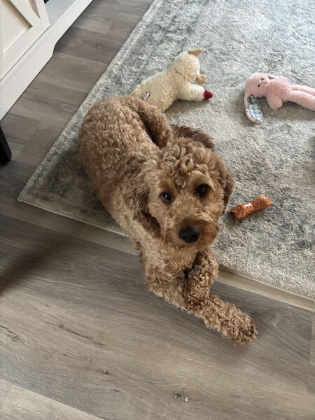 Entry image for Rudy. Clicking this image will show a larger photo