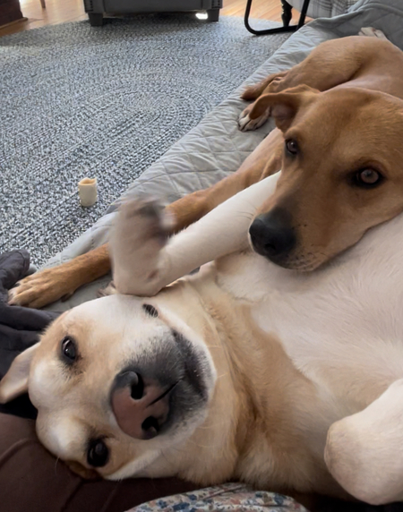 Entry image for Saddie and Lainey. Clicking this image will show a larger photo