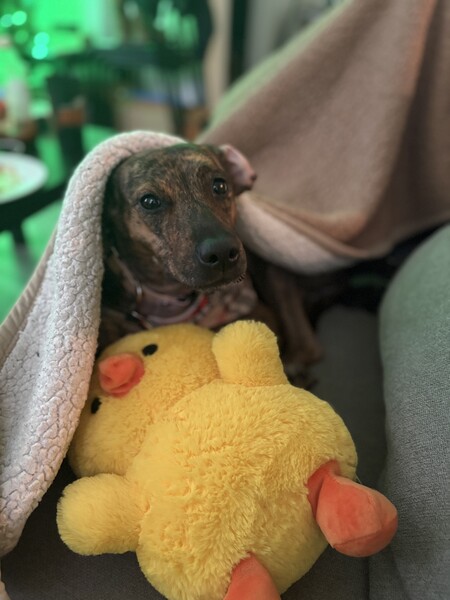 Entry image for Juniper. Clicking this image will show a larger photo