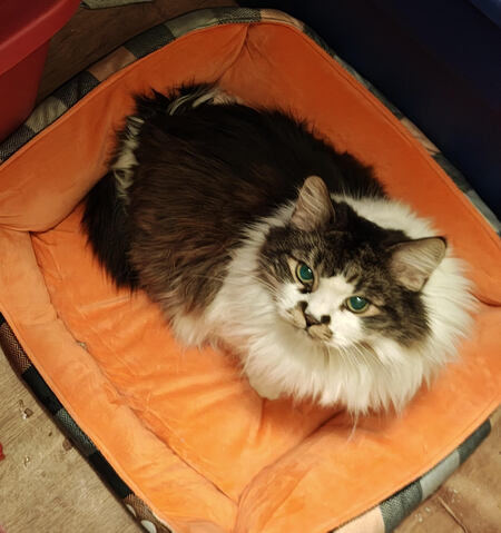 Entry image for Mylie. Clicking this image will show a larger photo