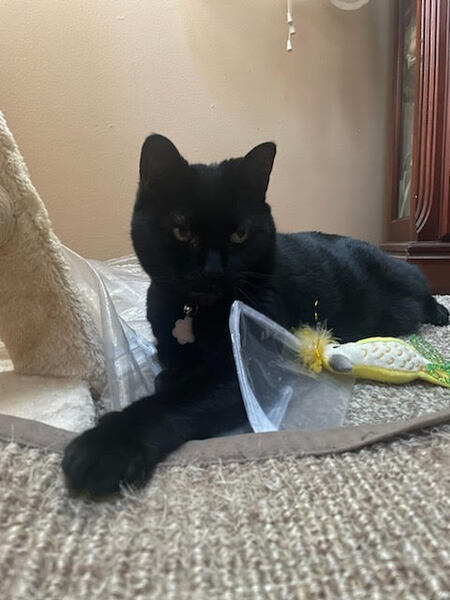 Entry image for Lexi. Clicking this image will show a larger photo