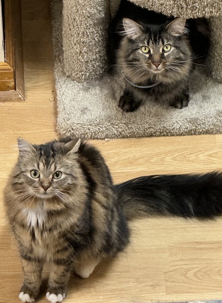 Entry image for Ollie and Chewy. Clicking this image will show a larger photo