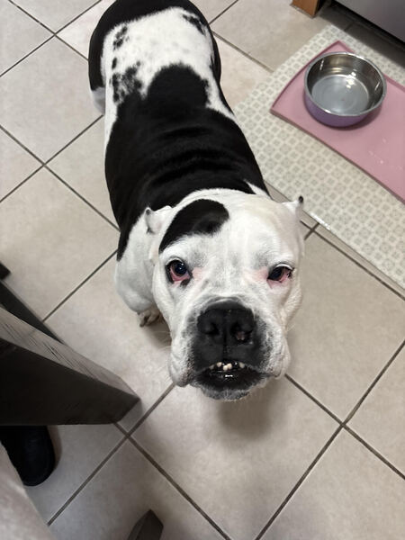 Entry image for Stormy. Clicking this image will show a larger photo