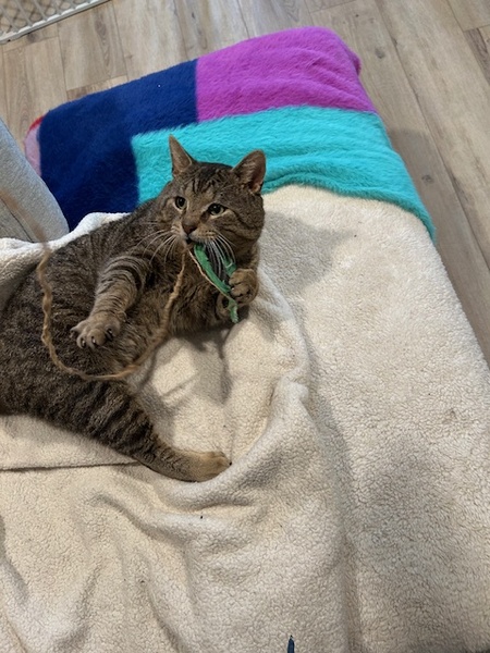 Entry image for Biggie Smalls. Clicking this image will show a larger photo