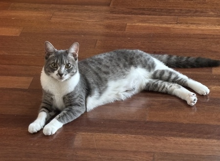 Entry image for Stormii. Clicking this image will show a larger photo