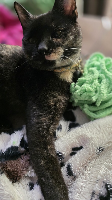 Entry image for Mila. Clicking this image will show a larger photo