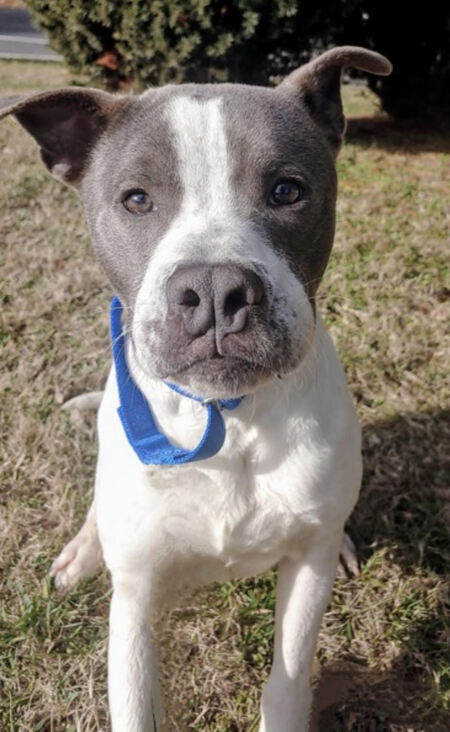 Entry image for Barkley. Clicking this image will show a larger photo