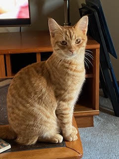 Entry image for Michael Angelo. Clicking this image will show a larger photo