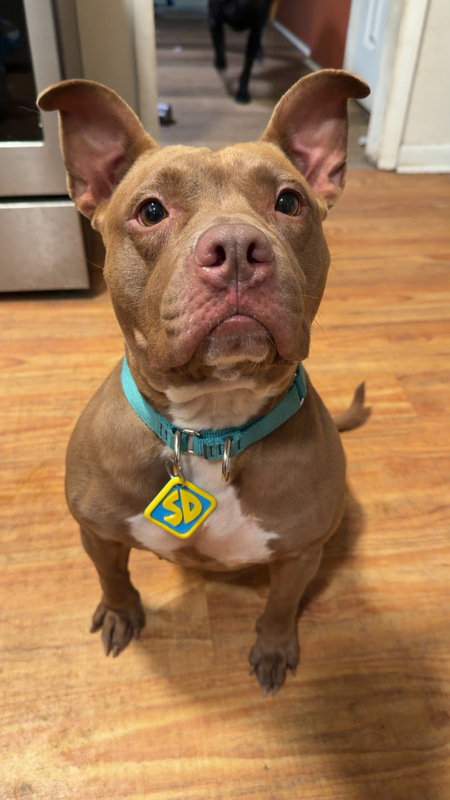 Entry image for Nyla. Clicking this image will show a larger photo