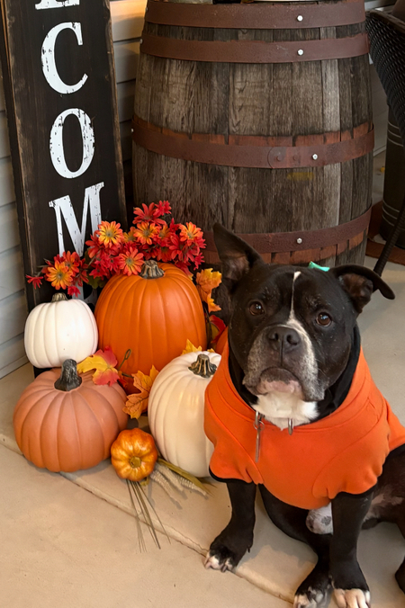 Entry image for Reggie. Clicking this image will show a larger photo